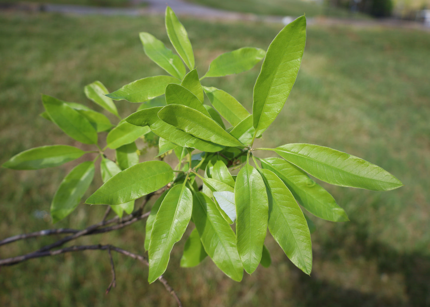 Northern Laurel Oak Shingle Oak Quercus imbricaria 10 Seeds   USA Company