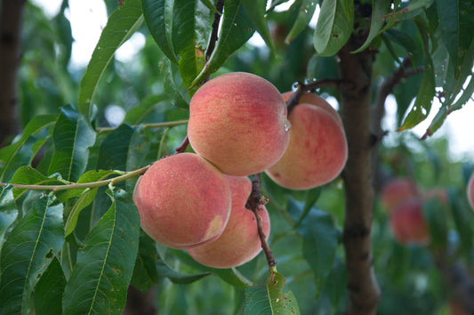 Peach Prunus persica 5 Seeds  USA Company