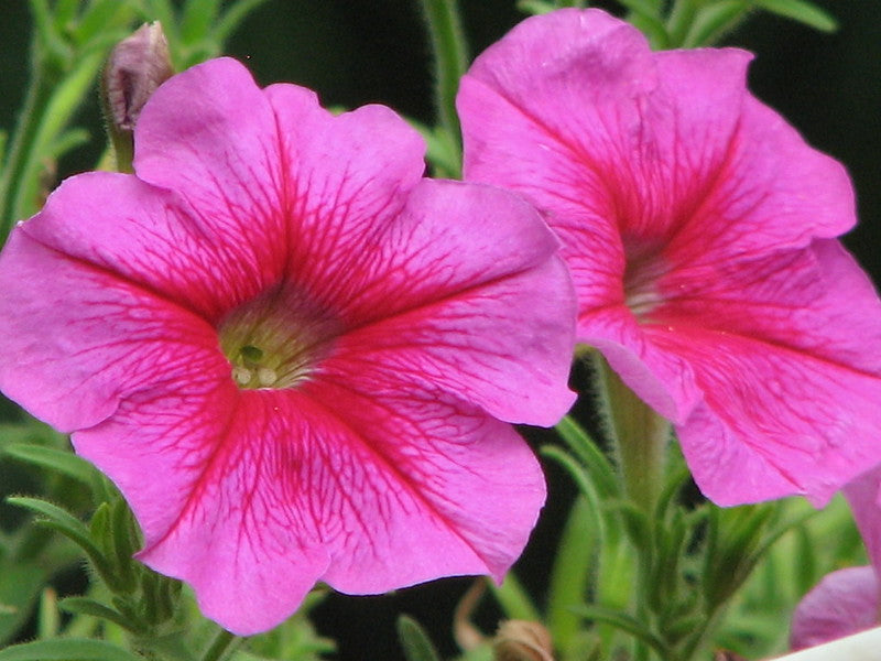 Pink Petunia  100 Seeds  Petunia Grandiflora