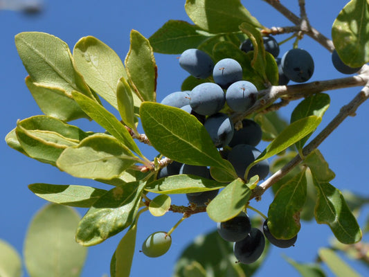 Desert Olive Forestiera pubescens 5 Seeds
