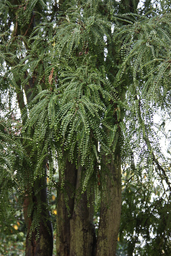 Large-Leaved Kowhai   5 Seeds   Sophora tetraptera