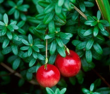 Load image into Gallery viewer, Cranberry Vaccinium macrocarpon 500 Seeds