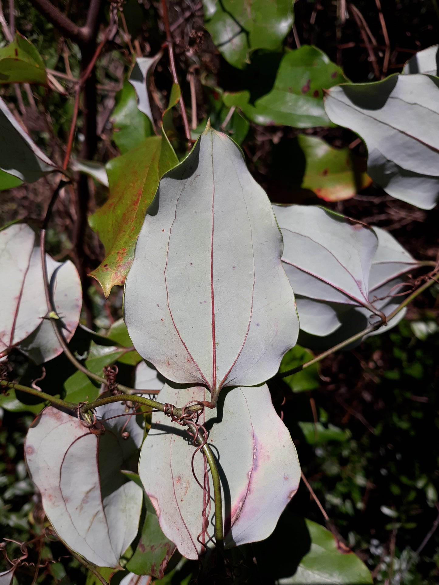 Cat Greenbrier Smilax glauca 10 Seeds  USA Company