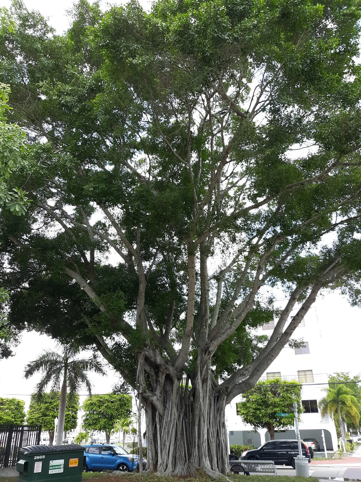 West Indian Laurel Fig Ficus americana 500 Seeds  USA Company