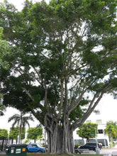 Load image into Gallery viewer, West Indian Laurel Fig Ficus americana 500 Seeds