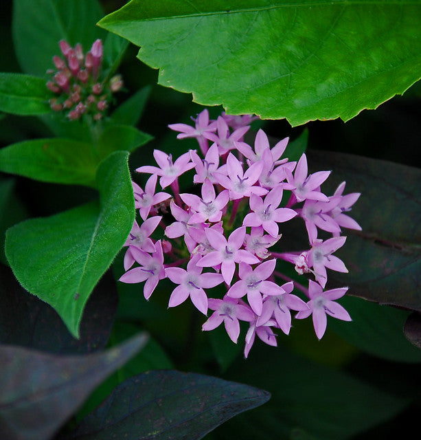 Purple Pentas  Star Flower  Pentas lanceolata  25 Seeds