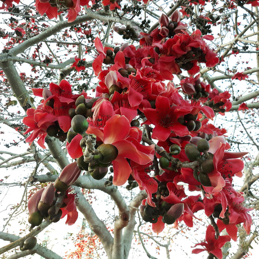 Red Silk Cotton Tree Bombax ceiba 20 Seeds