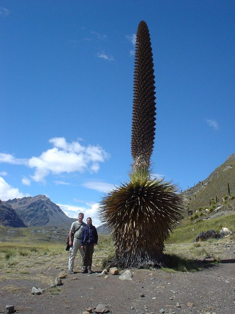 Queen of the Andes Puya raimondii 10 Seeds  USA Company