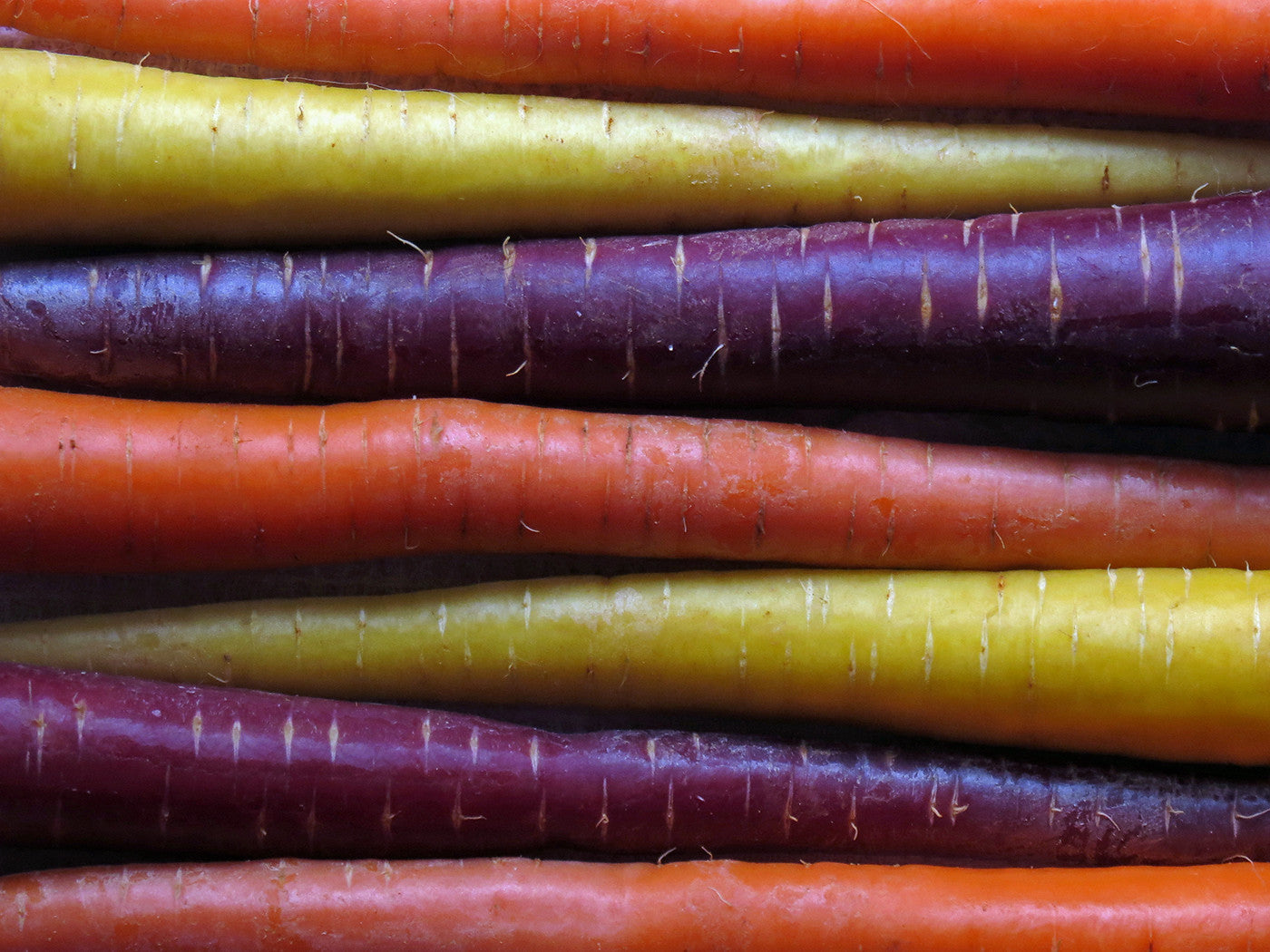 Rainbow Carrot Mix   100 Seeds   Daucus carota