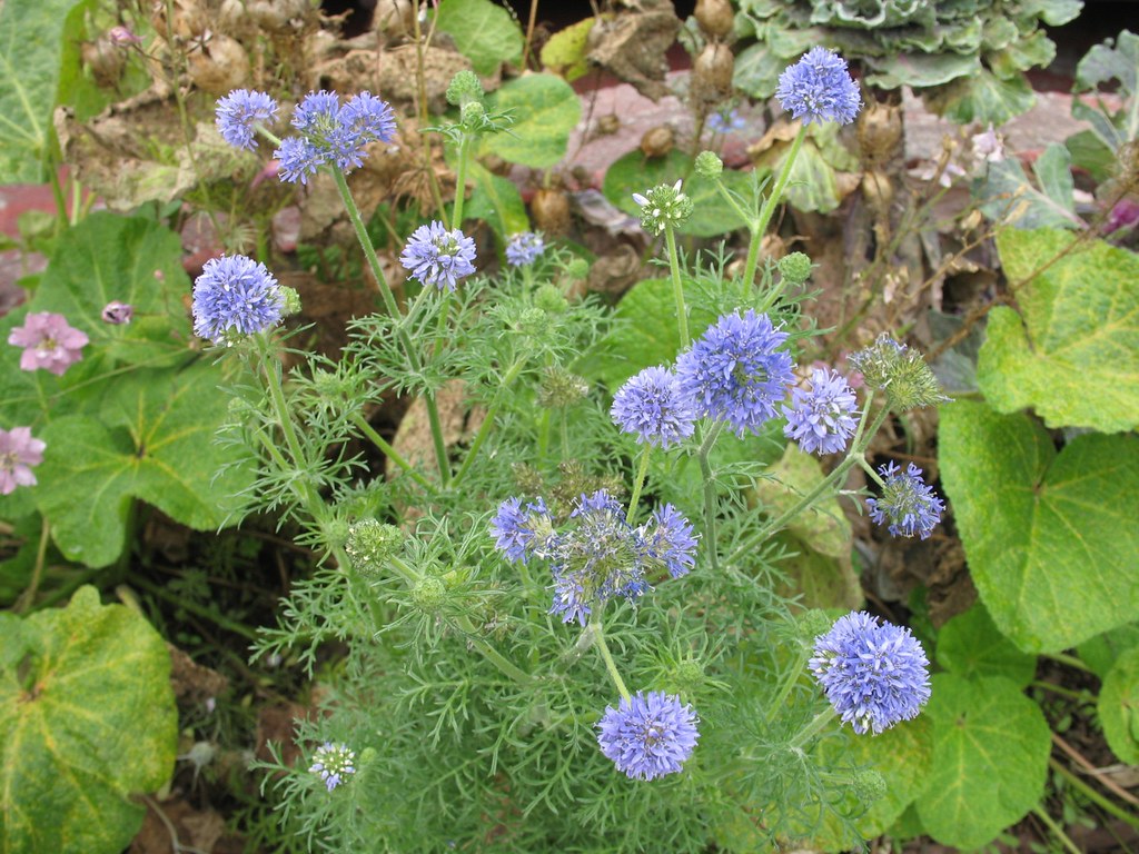 Globe Gilia Gilia capitata 100 Seeds  USA Company