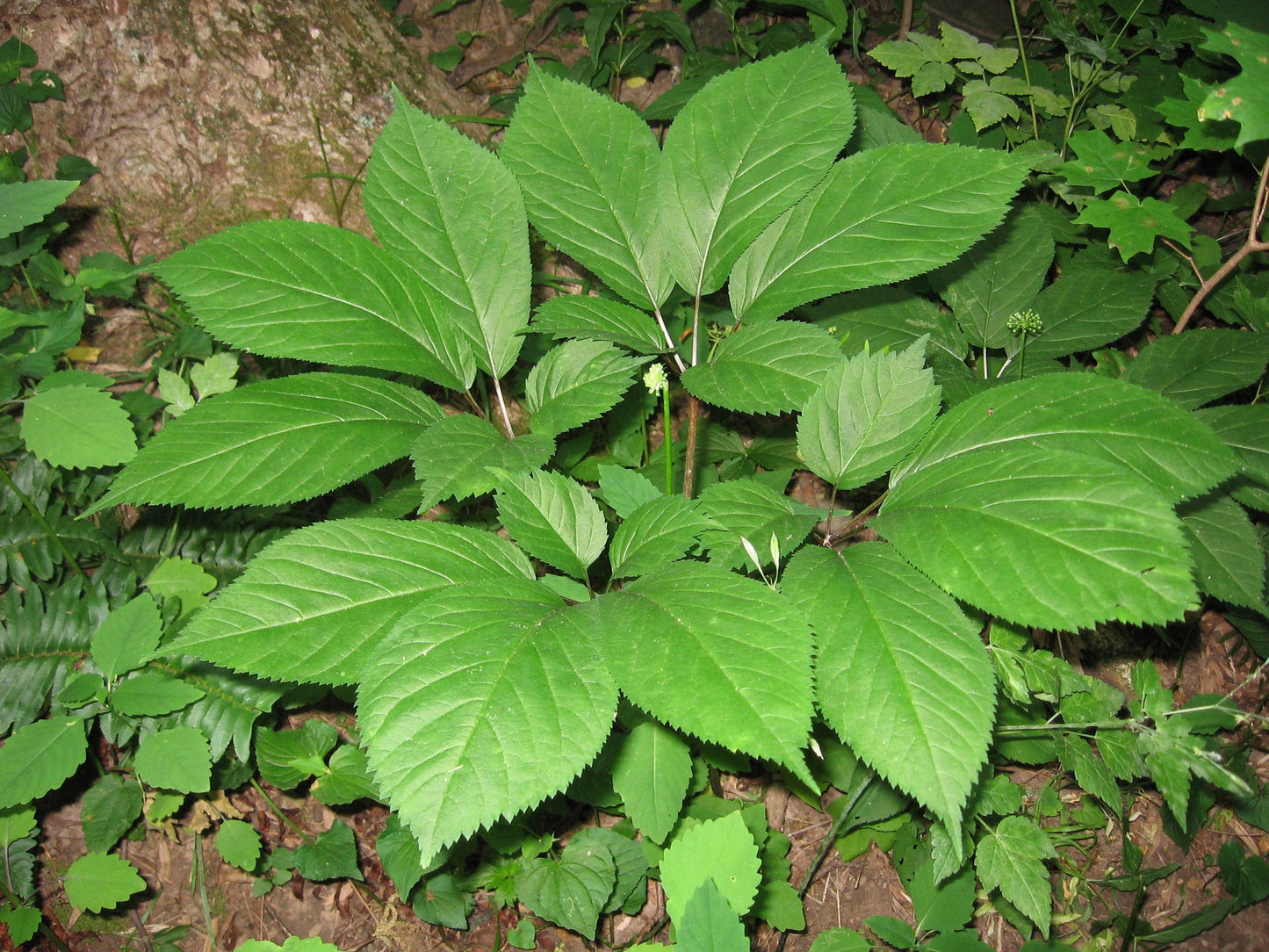 American Ginseng Panax quinquefolius 10 Seeds  USA Company