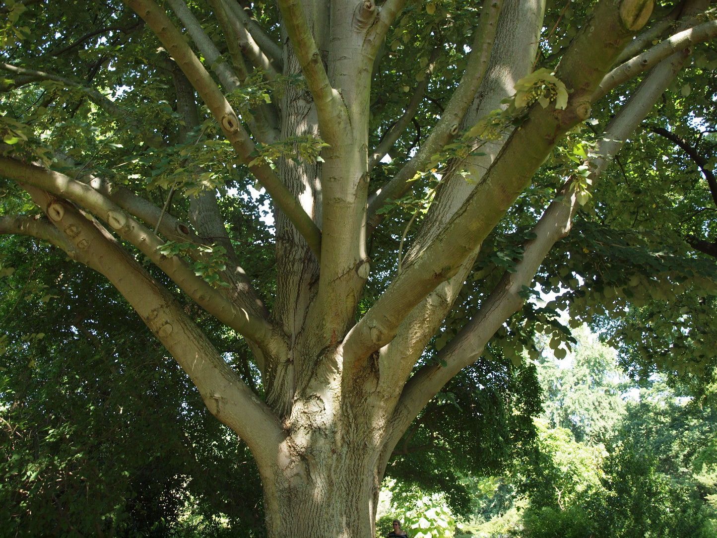 Silver Linden Silver Lime Tilia tomentosa 100 Seeds  USA Company