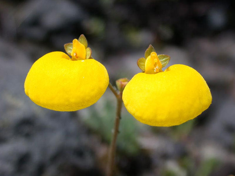 Yellow Slipper Flower  250 Seeds   Calceolaria filicaulis