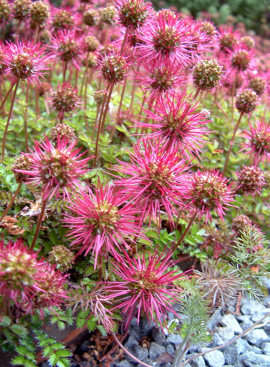 New Zealand Burr  75 Seeds  Acaena microphylla