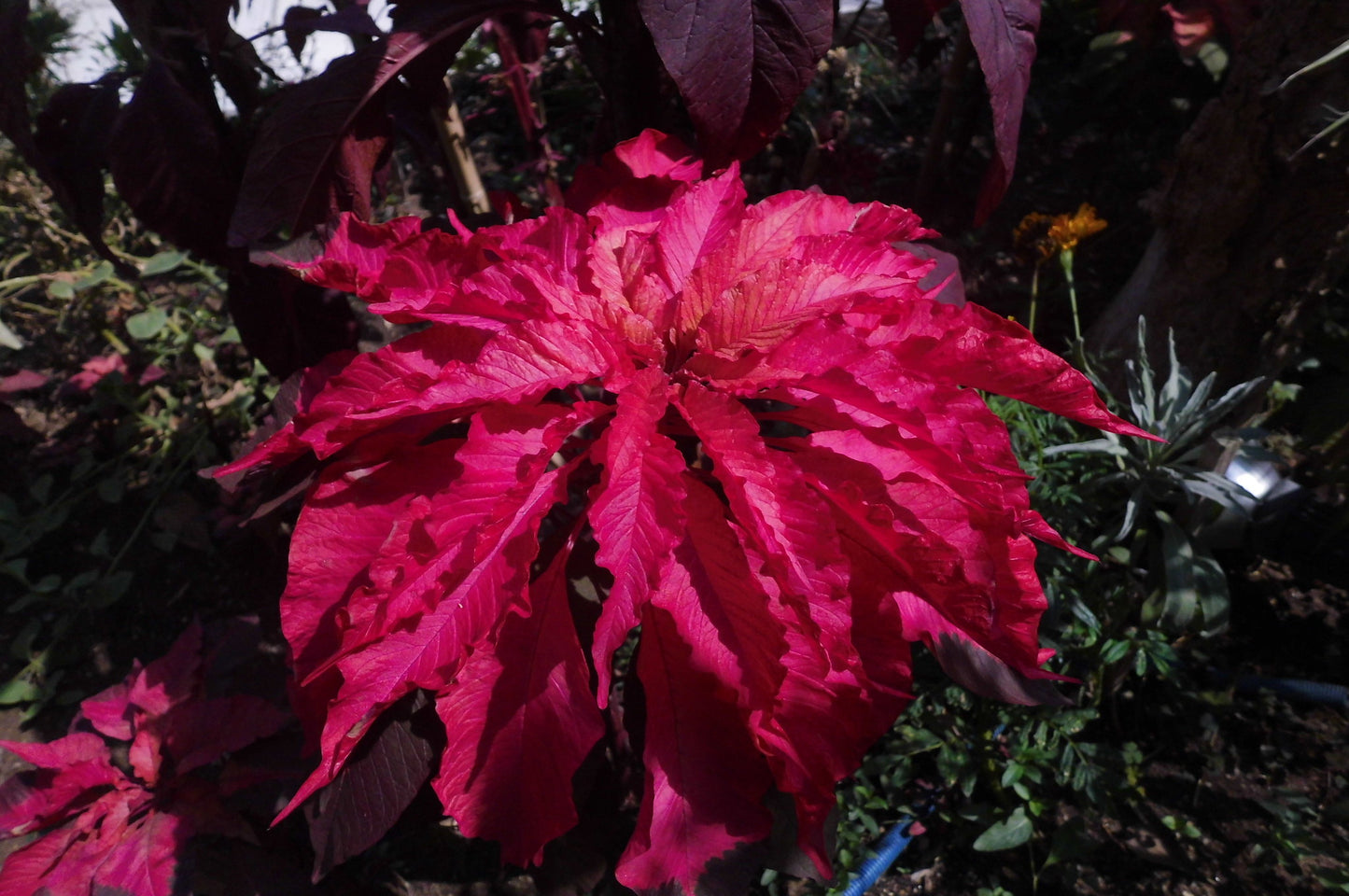 Early Splendor Amaranth  100 Seeds  Amaranthus tricolor