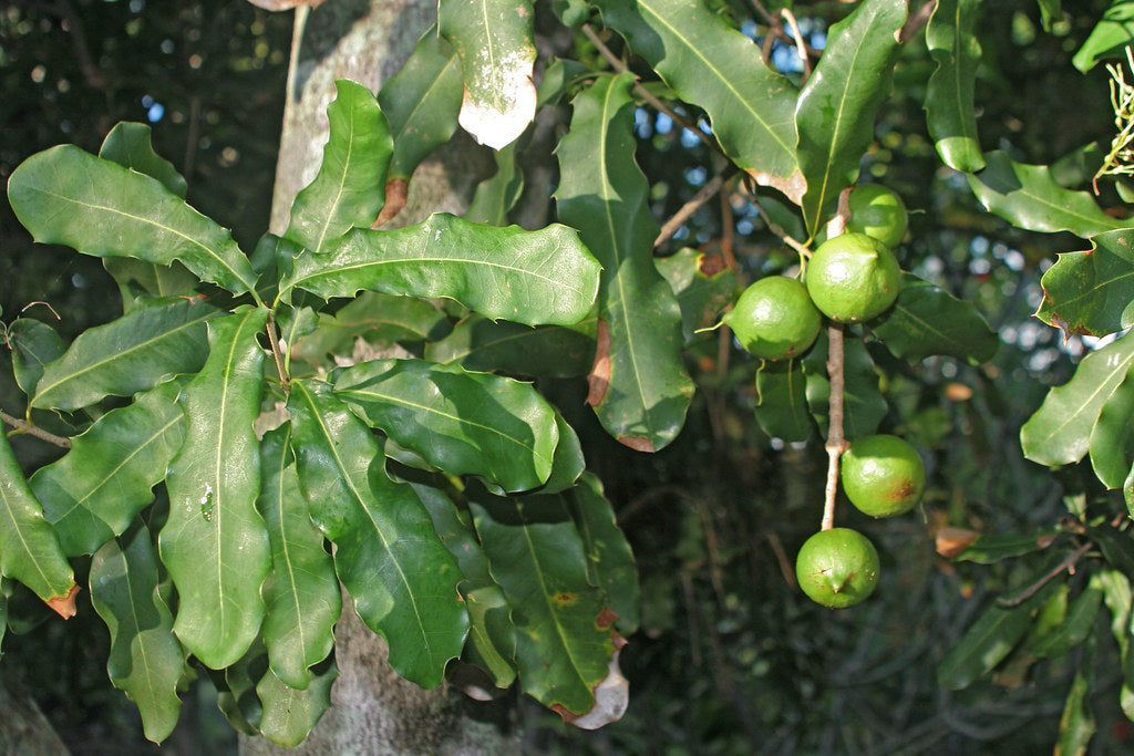 macadamia nut plant seed Macadamia Nut 5 Seeds Macadamia integrifolia – R&B Floridaseeds