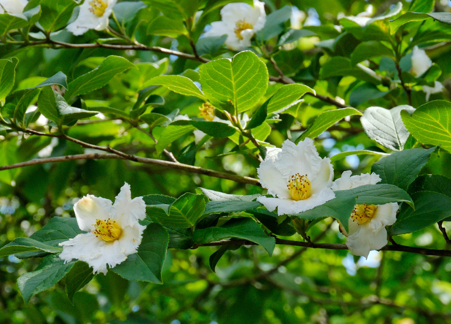 Japanese Stewartia Stewartia pseudocamellia 10 Seeds  USA Company