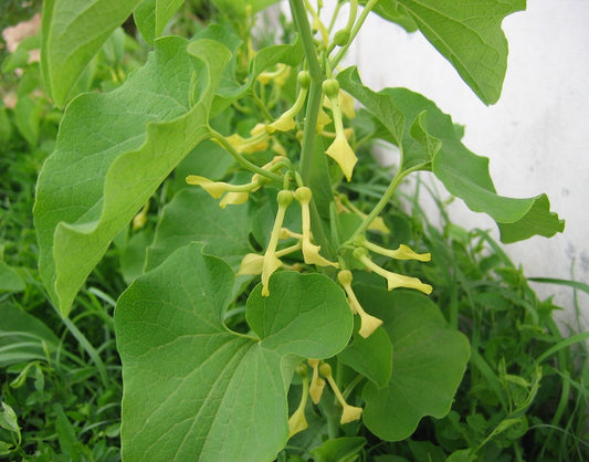 Birthwort  30 Seeds  Aristolochia clematitis