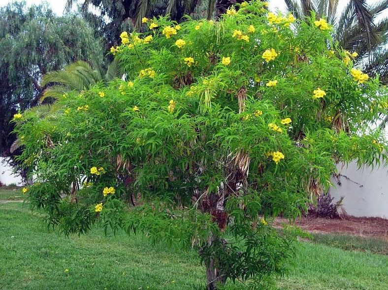 Yellow Bells Yellow Elder Tecoma stans 100 Seeds  USA Company