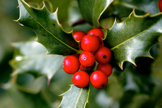 English Holly  30 Seeds  Ilex aquifolium