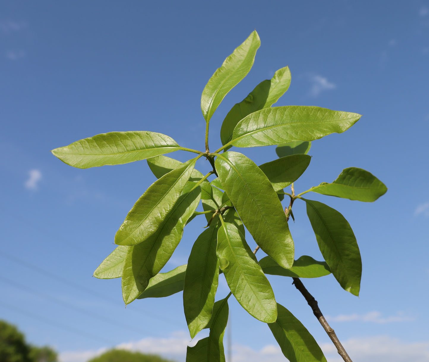 Northern Laurel Oak Shingle Oak Quercus imbricaria 10 Seeds   USA Company