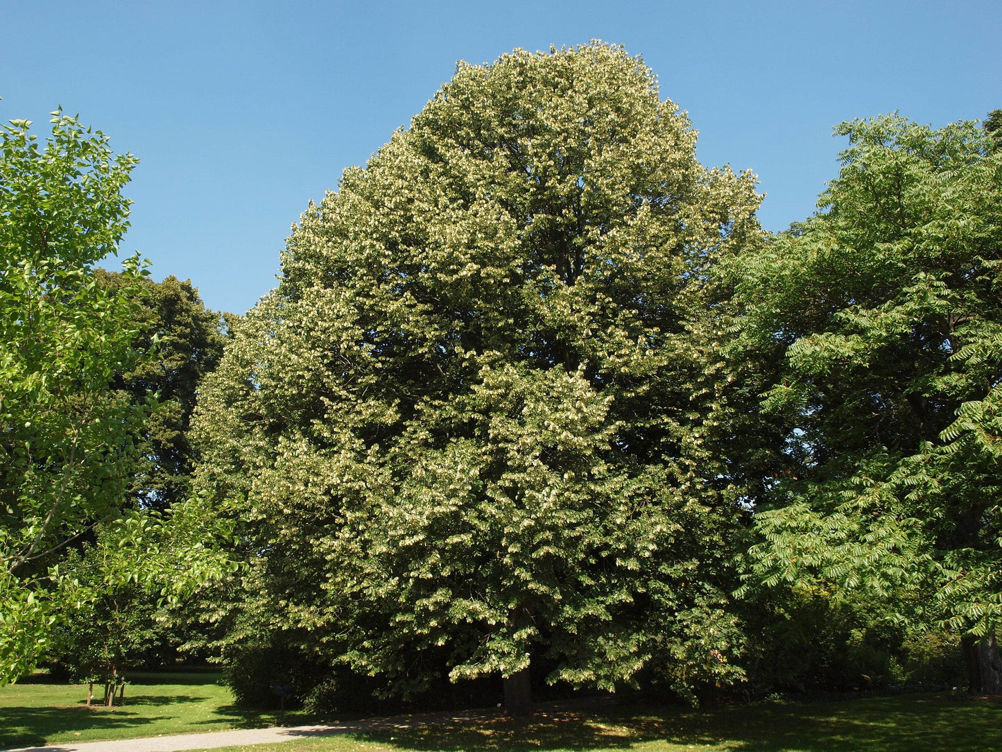 Silver Linden Silver Lime Tilia tomentosa 100 Seeds  USA Company