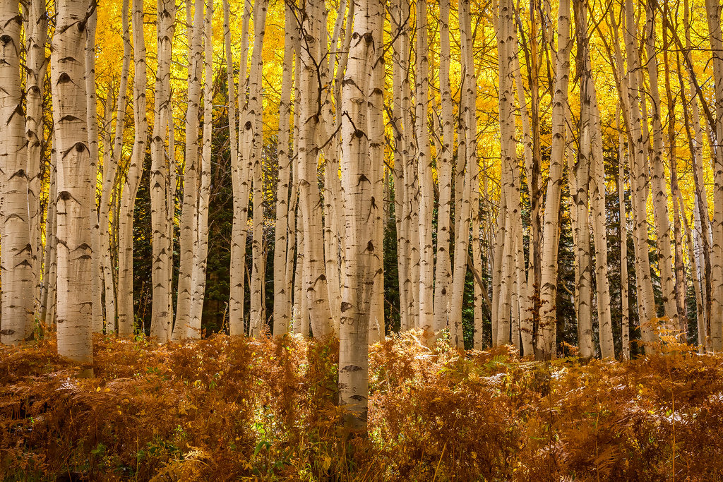 Quaking Aspen  Populus tremuloides  100 Seeds  USA Company