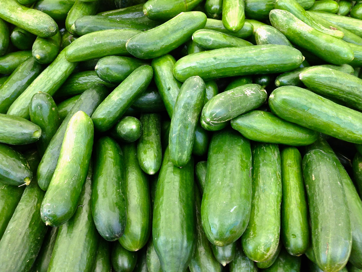 Straight Eight Cucumber   100 Seeds   Cucumis sativus