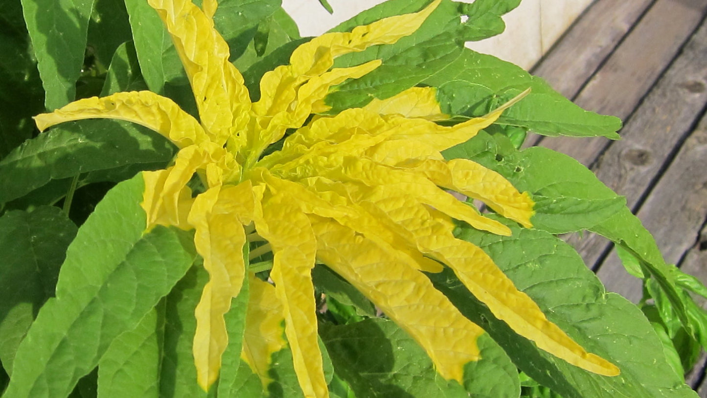 Yellow Amaranth   100 Seeds   Amaranthus tricolor