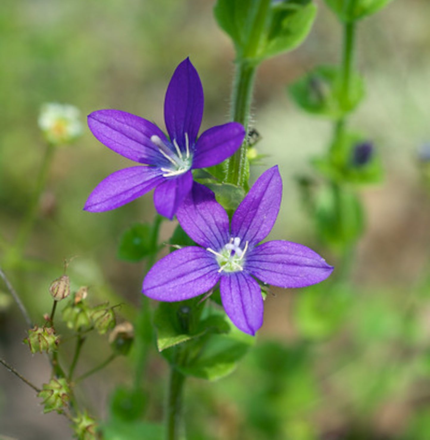 Venus’ Looking Glass  750 Seeds  Specularia perfoliata