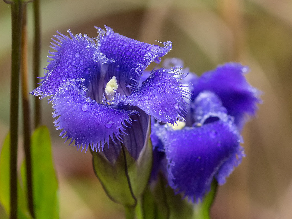 Fringed Gentian  200 Seeds  Native Wildflower  Gentianopsis crinita