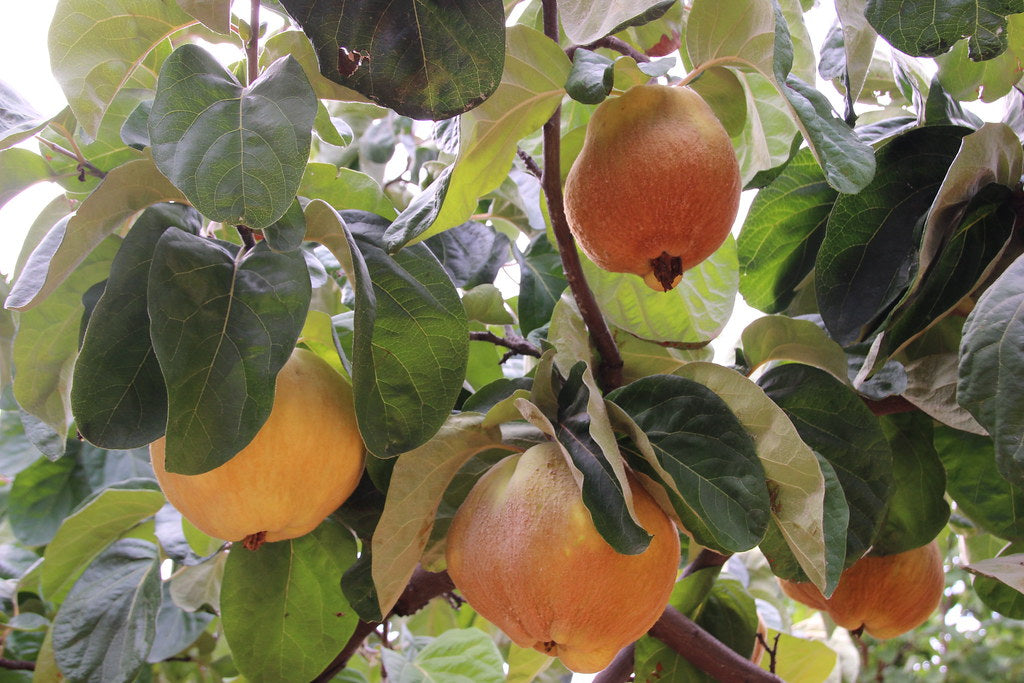 Quince  Chaenomeles oblonga  200 Seeds  USA Company