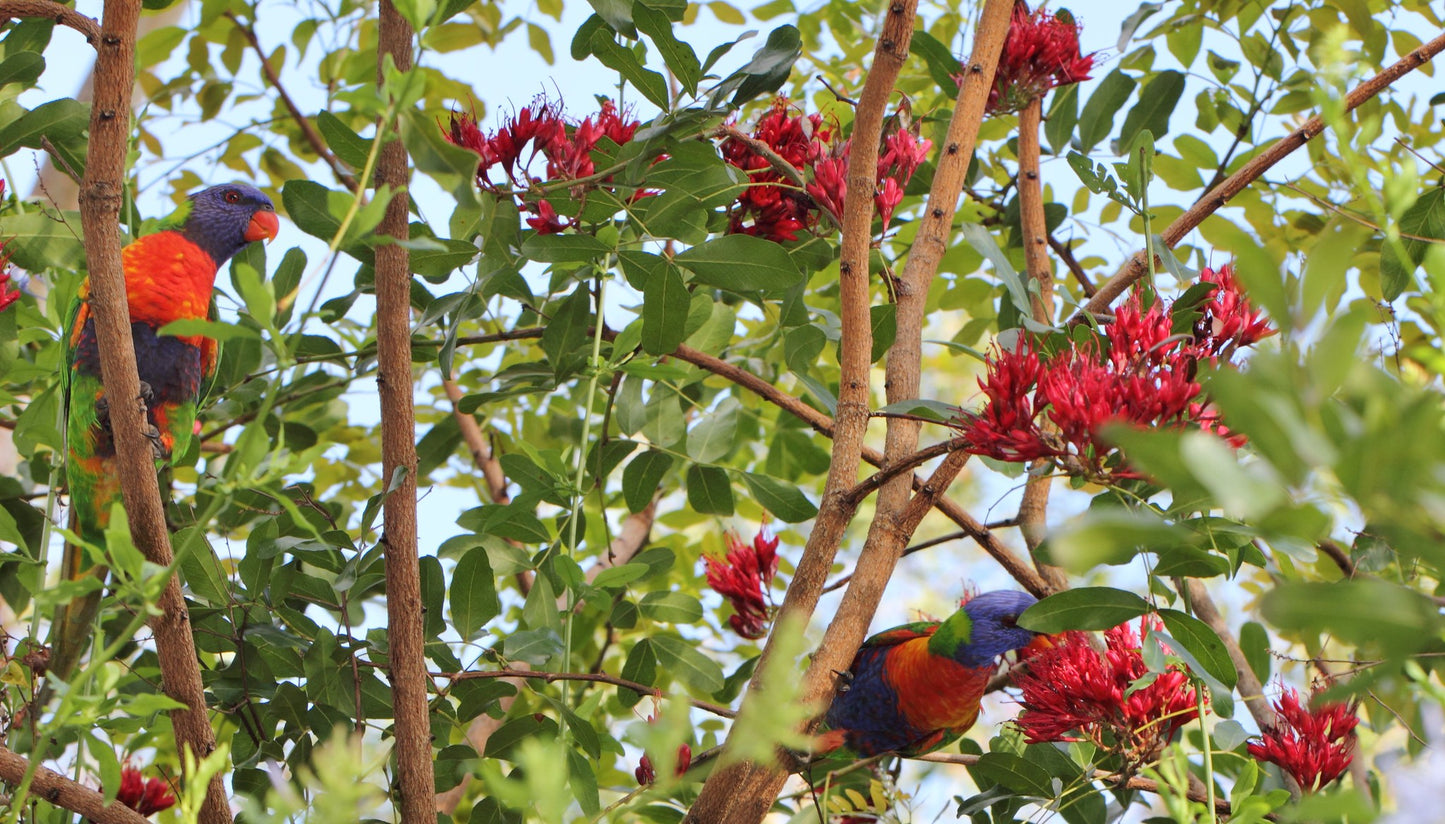 Tree Fuchsia   10 Seeds   Schotia brachypetala