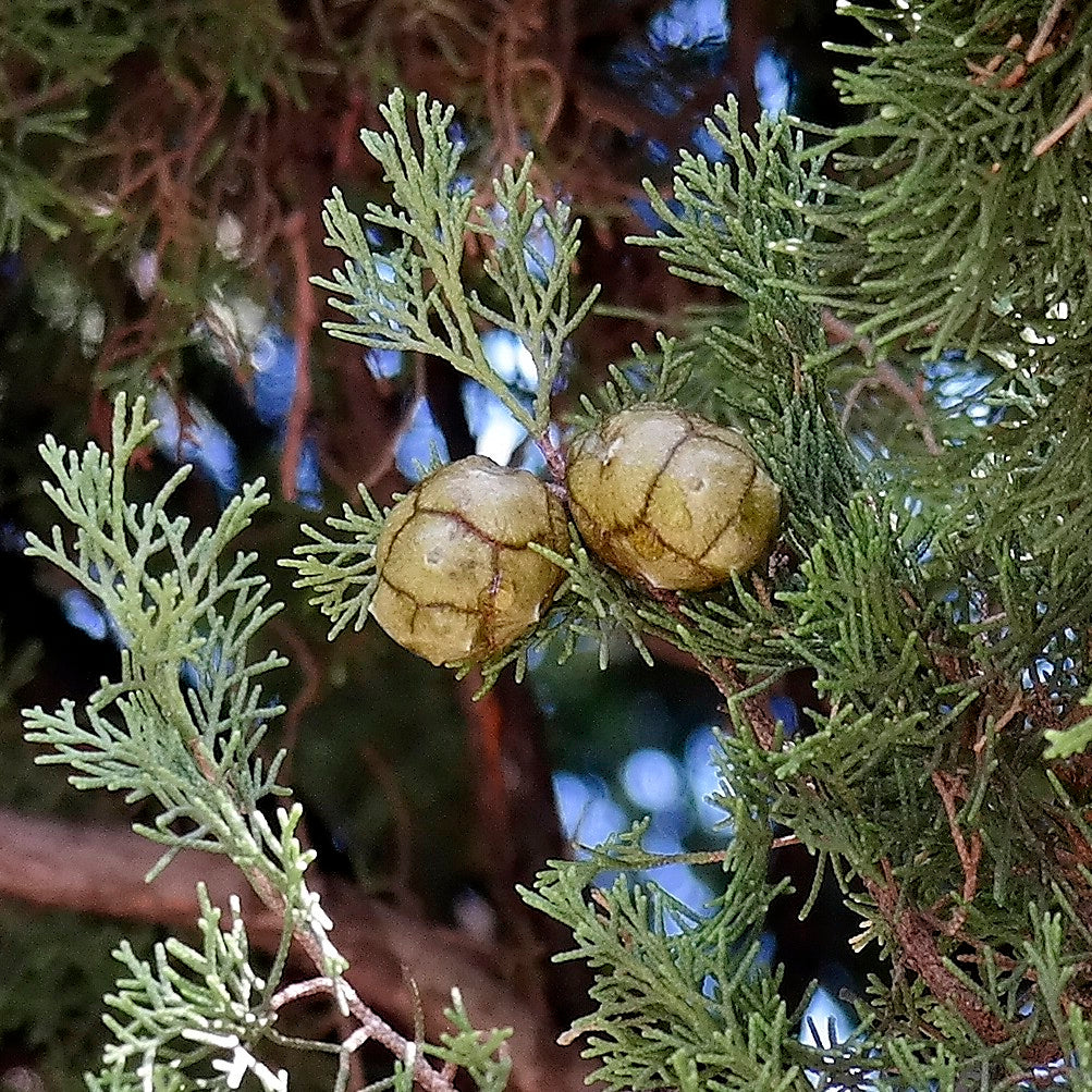 Italian Cypress cones for Crafts 10 Cones Cupressus sempervirens