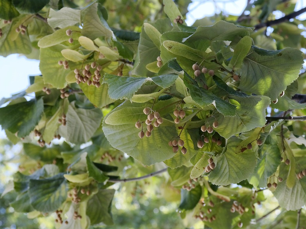 Silver Linden Silver Lime Tilia tomentosa 100 Seeds  USA Company