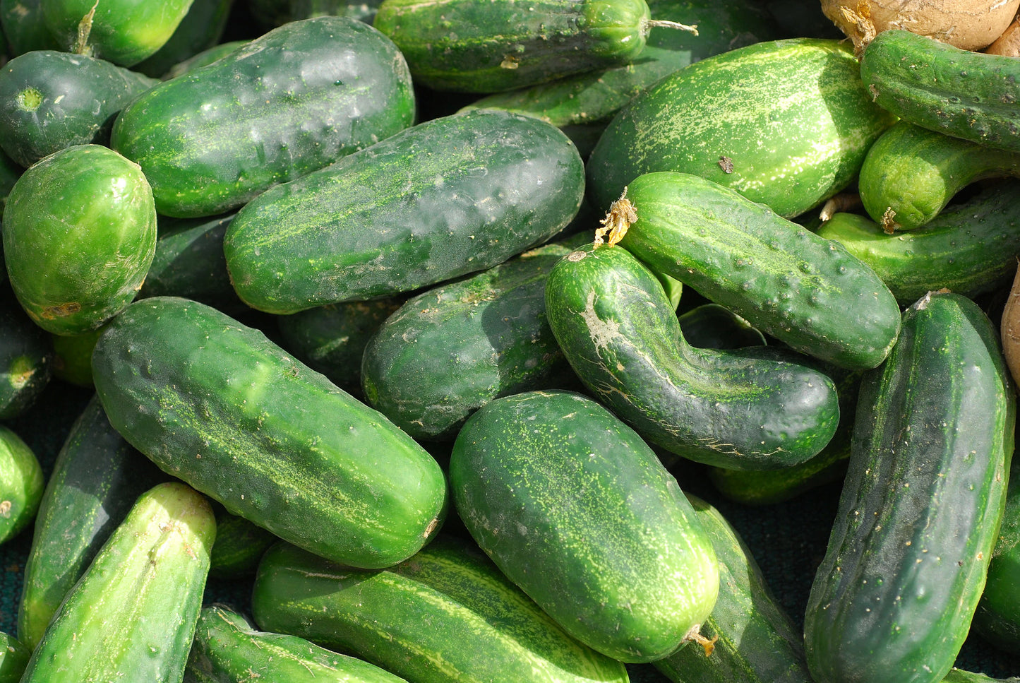 Pickling Cucumbers   100 Seeds   Cucumis sativus