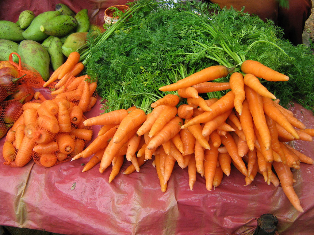 Carrot   100 Seeds   Daucus carota