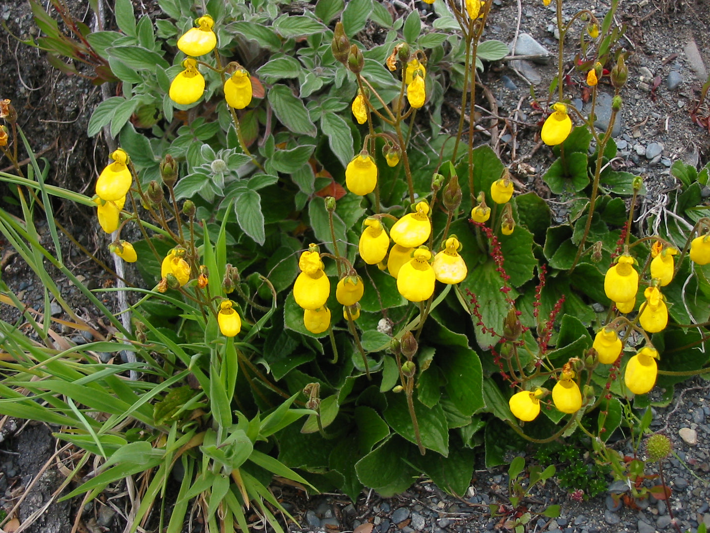 Yellow Slipper Flower  250 Seeds   Calceolaria filicaulis