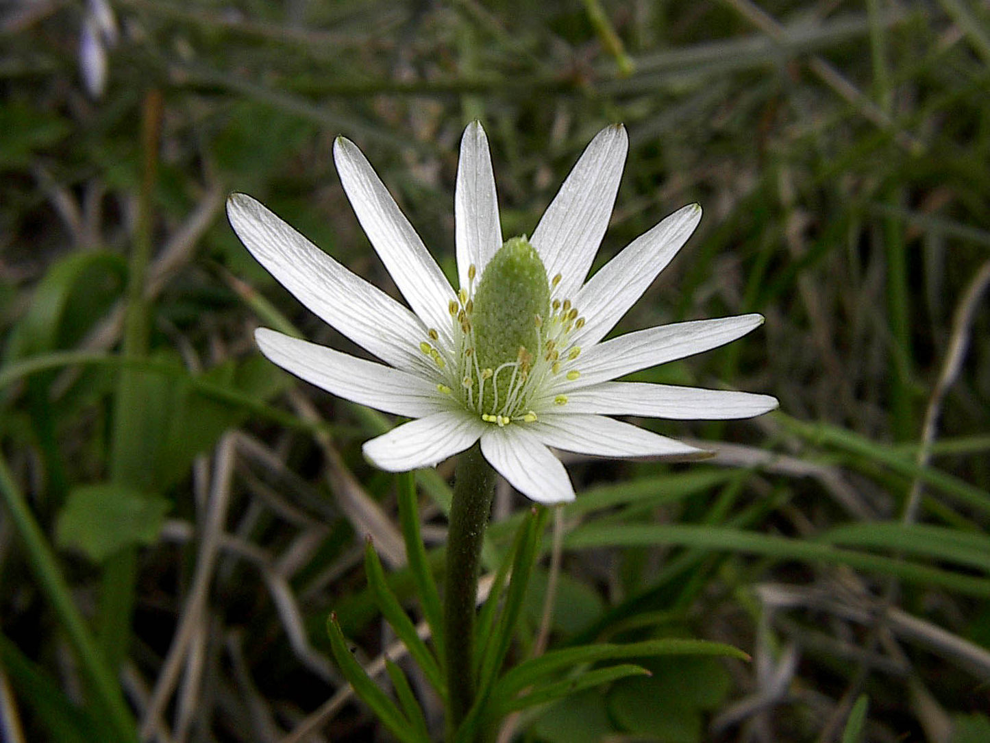 Tenpetal Anemone  Thimbleweed  Anemone berlandieri  20 Seeds  USA Company