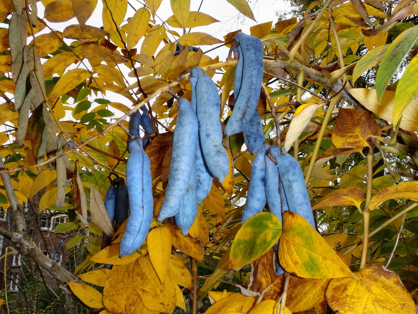 Blue Sausage Fruit   20 Seeds   Decaisnea fargesii