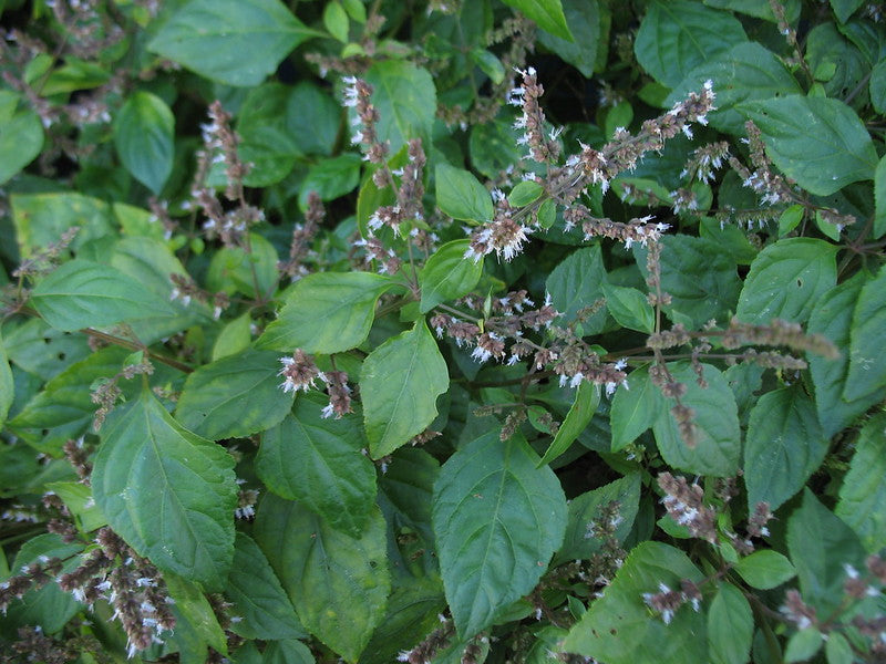 Patchouli   300 Seeds   Pogostemon cablin