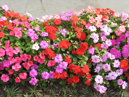 Impatiens Mix  100 Seeds  Impatiens walleriana