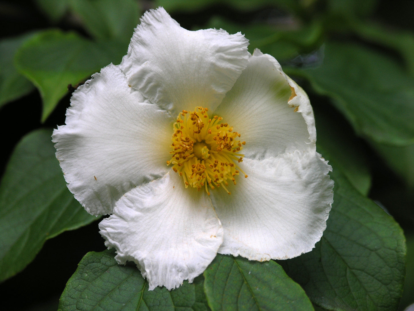 Japanese Stewartia Stewartia pseudocamellia 10 Seeds  USA Company