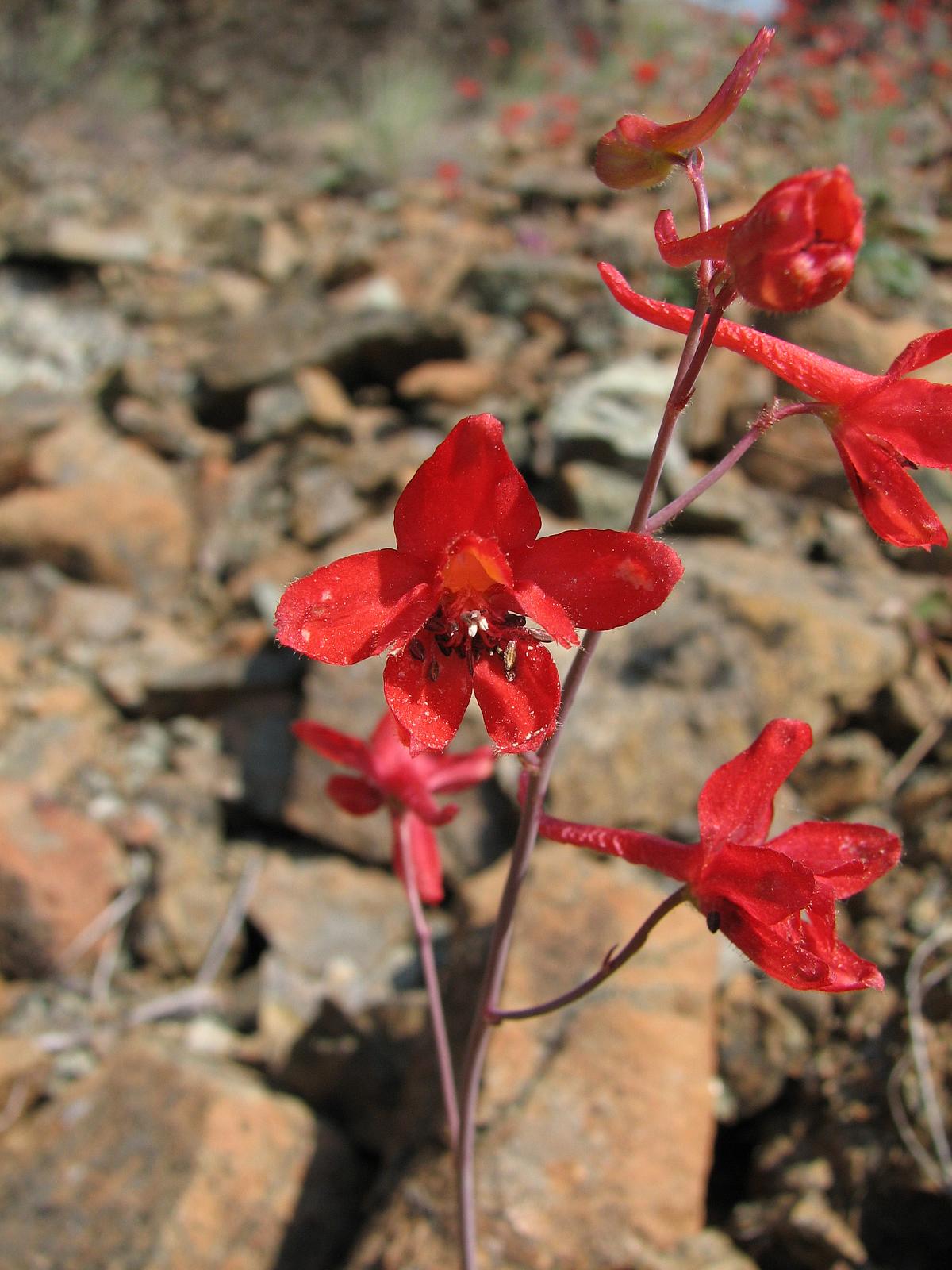 Red Larkspur  25 Seeds  Delphinium nudicaule