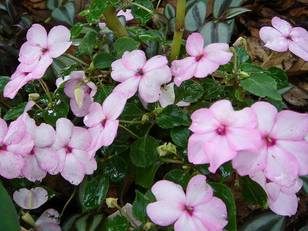 Pink Impatiens  100 Seeds  Impatiens walleriana