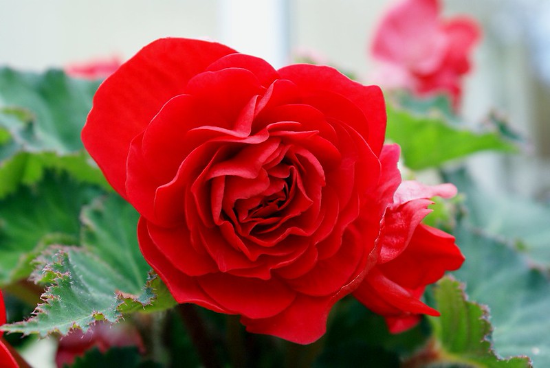 Red Begonia  25 Seeds  Begonia tuberhybrida