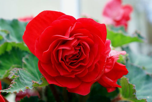 Red Begonia  25 Seeds  Begonia tuberhybrida