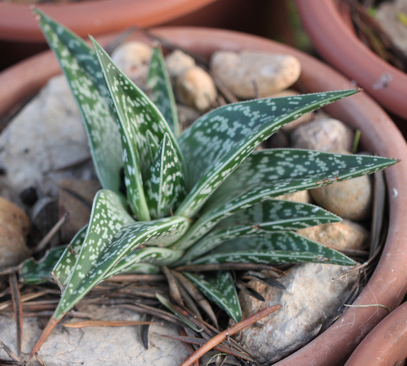 Tiger Aloe  25 Seeds  Aloe variegata