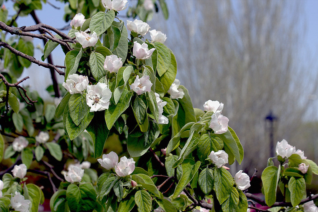 Quince  Chaenomeles oblonga  50 Seeds  USA Company