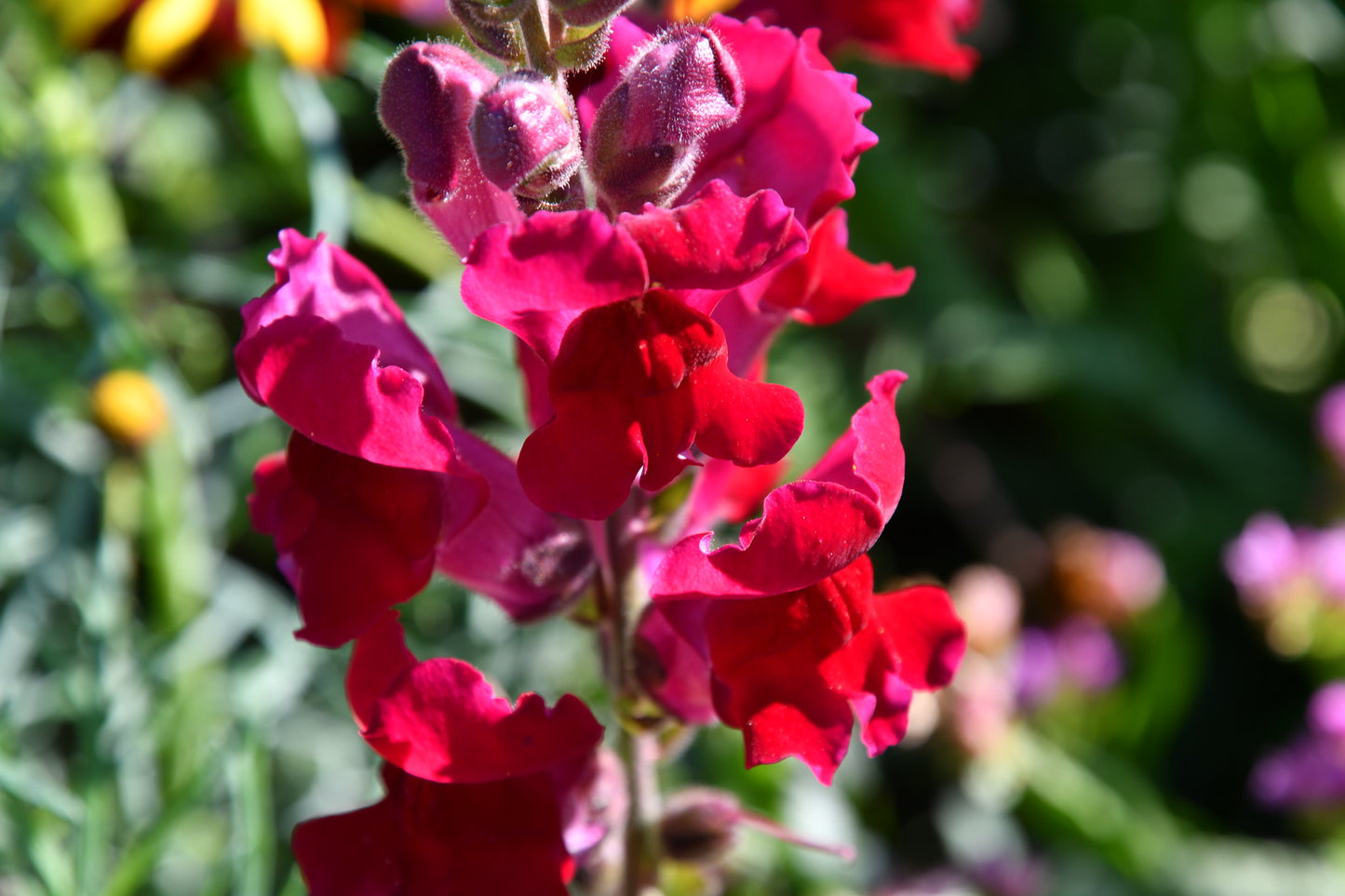 Snapdragon Antirrhinum majus 100 Seeds  USA Company